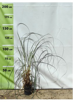 Iarba de pampas alb