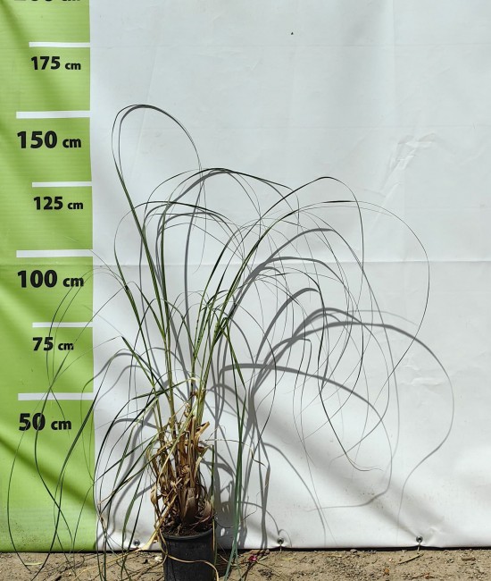 Iarba de pampas alb