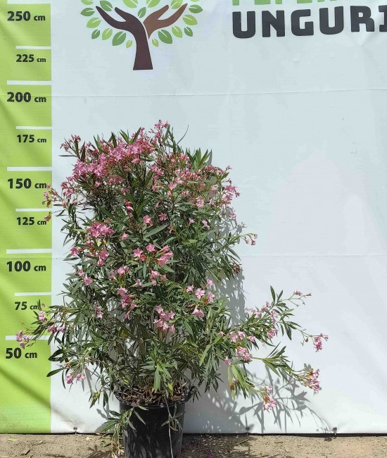 Leandru roz ghiveci 25 litri Leandru roz ghiveci 25 litri