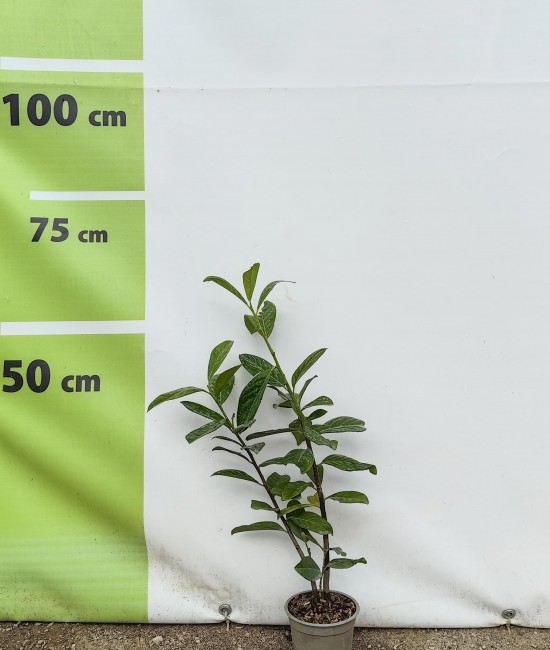 Laur englezesc Novita 20-40 cm Laur englezesc Novita 20-40 cm
