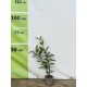 Laur englezesc Novita 20-40 cm Laur englezesc Novita 20-40 cm