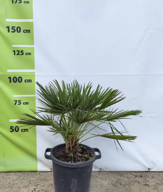Palmier Chamaerops Humilis ghiveci 25 litri Palmier Chamaerops Humilis ghiveci 25 litri