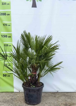 Palmier Chamaerops Humilis ghiveci 45 litri