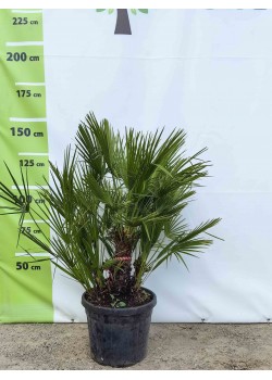 Palmier Chamaerops Humilis ghiveci 45 litri