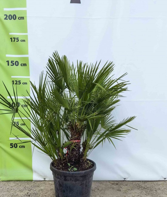 Palmier Chamaerops Humilis ghiveci 45 litri