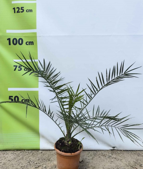 Palmier Phoenix Canariensis Palmier Phoenix Canariensis
