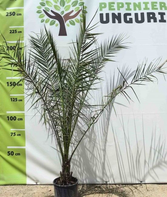 Palmier Phoenix Canariensis 1.6-1.8 m Palmier Phoenix Canariensis 1.6-1.8 m