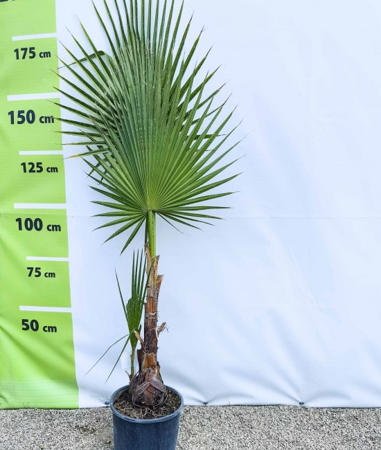 Palmier Washingtonia 1.50-1.70 M Palmier Washingtonia 1.50-1.70 M