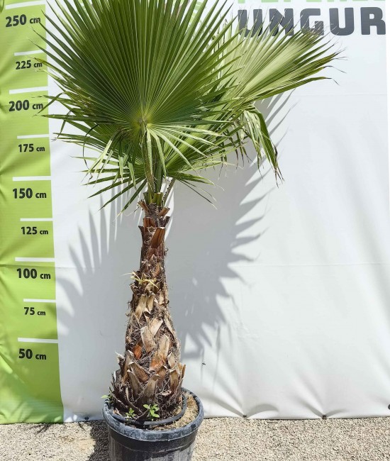 Palmier Washingtonia 2.00-2.20 m Palmier Washingtonia 2.00-2.20 m