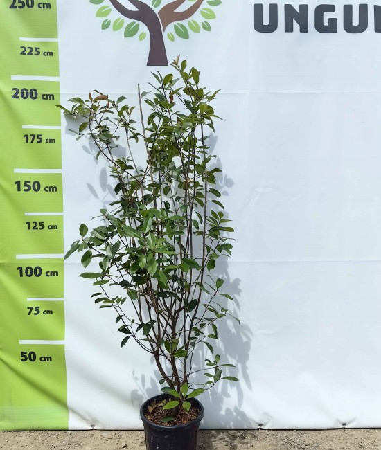 Photinia Red Robin ghiveci 32 Photinia Red Robin ghiveci 32