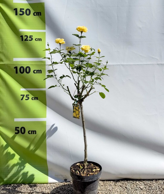Trandafir tip pomisor galben 90 - 100 cm Trandafir tip pomisor galben 90 - 100 cm