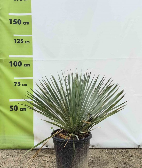 Yucca Rostrata 50-60 cm