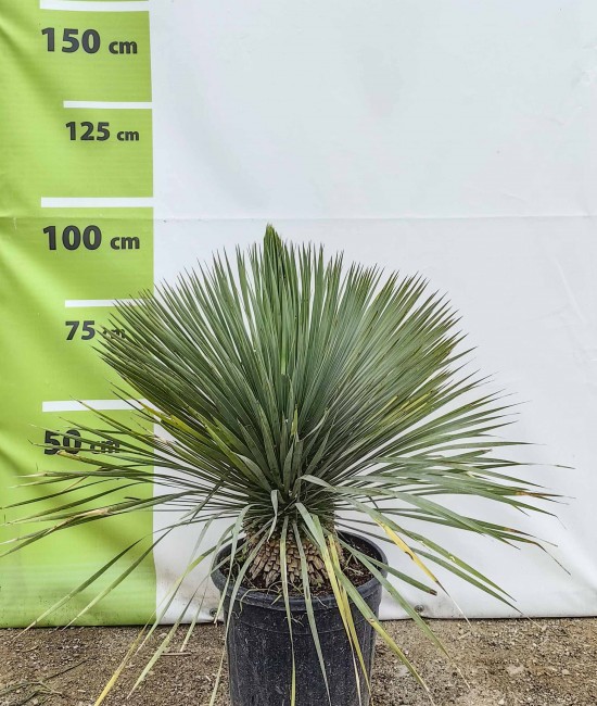 Yucca Rostrata 60-80 cm