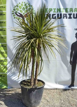 Dracaena Cordyline Multitrunchi 1.60-2.20 m