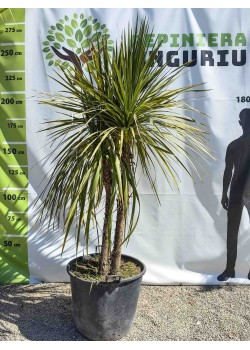 Dracaena Cordyline Multitrunchi 1.60-2.20 m