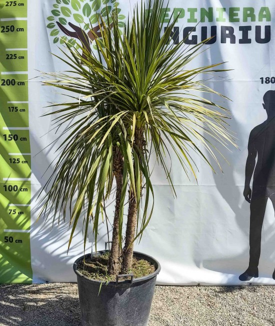 Dracaena Cordyline Multitrunchi 1.60-2.20 m