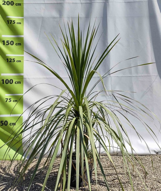 Dracena Cordyline ghiveci 24 Dracena Cordyline ghiveci 24