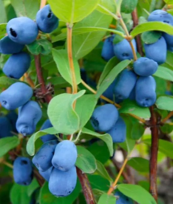 Afin siberian (radacina nuda) Afin siberian (radacina nuda)
