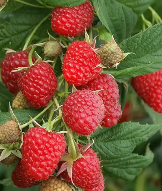 Zmeura Polka (radacina nuda) Zmeura Polka (radacina nuda)
