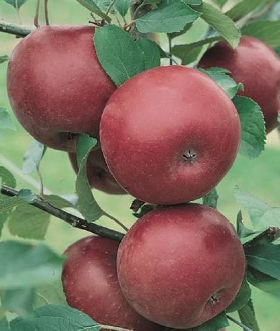 Mar Ruggine (radacina nuda) Mar Ruggine (radacina nuda)