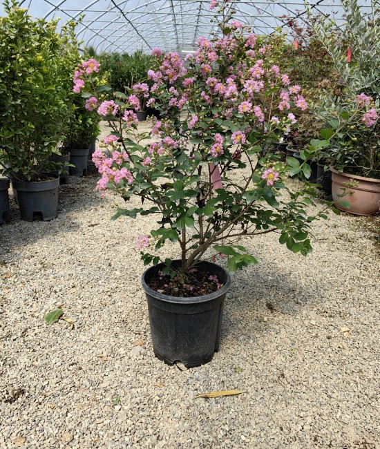 Lagerstroemia roz (Liliac indian) Lagerstroemia roz (Liliac indian)