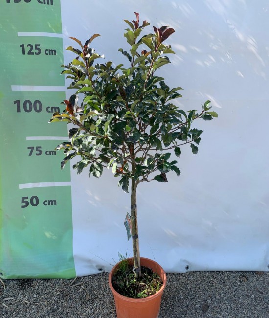 Photinia Red Robin pe tija - 1m Photinia Red Robin pe tija - 1m