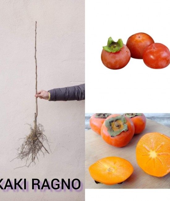 Kaki Ragno (radacina nuda) Kaki Ragno (radacina nuda)
