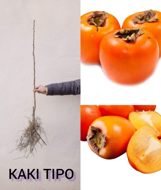 Kaki Tipo (radacina libera) Kaki Tipo (radacina libera)