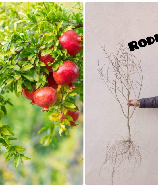 Rodiu Wonderful (radacina nuda) Rodiu Wonderful (radacina nuda)