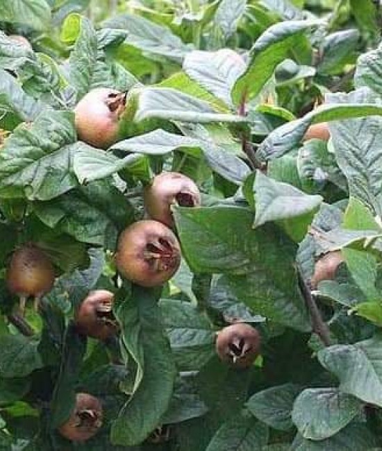 Mosmon (radacina nuda) Mosmon (radacina nuda)