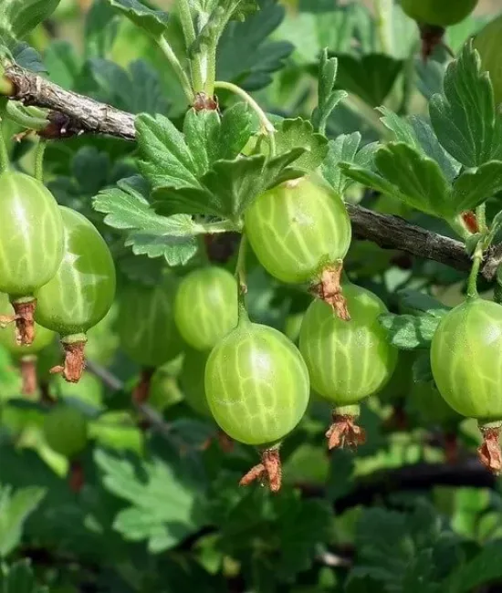 Agris verde (radacina nuda) Agris verde (radacina nuda)