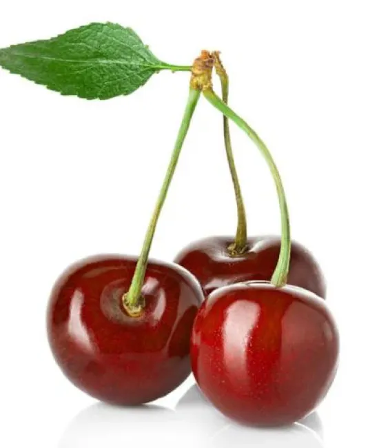 Vișin Marasca (radacina nuda)