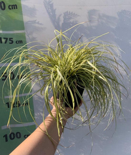 Carex (iarba ornamentala) Carex (iarba ornamentala)