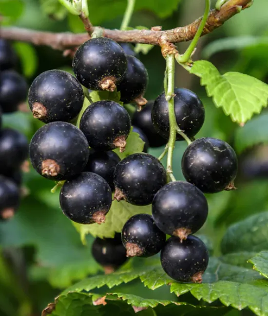 Coacaz negru (radacina nuda) Coacaz negru (radacina nuda)