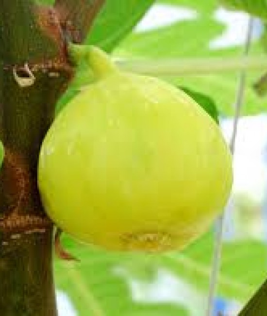 Smochin Verdino (radacina nuda) Smochin Verdino (radacina nuda)
