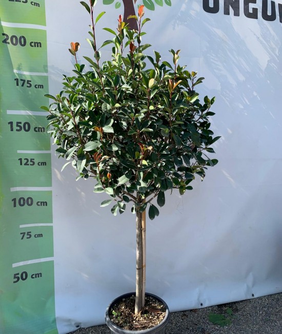 Photinia Red Robin pe tija 1.5m - 1.7m Photinia Red Robin pe tija 1.5m - 1.7m