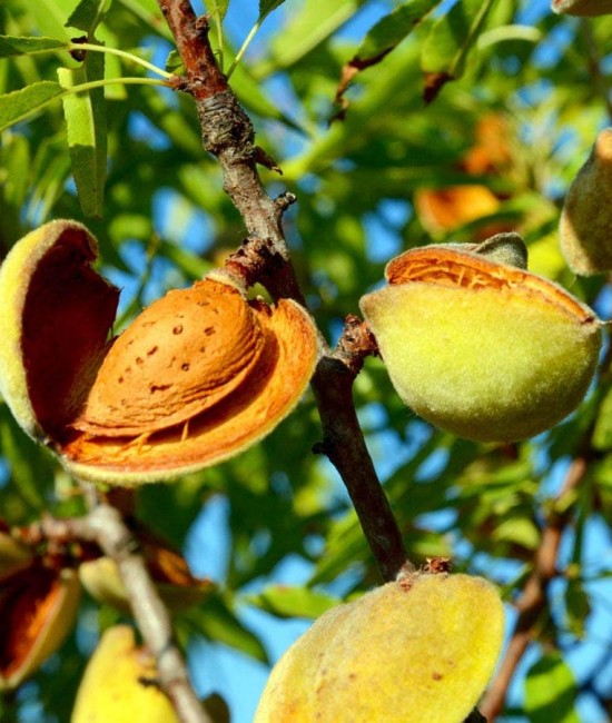 Migdal Tuono (radacina nuda) Migdal Tuono (radacina nuda)