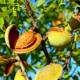Migdal Tuono (radacina nuda) Migdal Tuono (radacina nuda)
