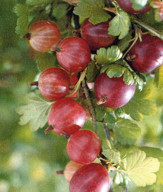 Agris rosu (radacina nuda) Agris rosu (radacina nuda)