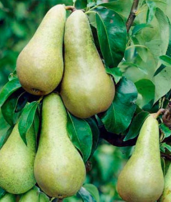 Par Abate (radacina nuda) Par Abate (radacina nuda)