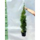 Tuia smaragd ghiveci 70-90 cm Tuia smaragd ghiveci 70-90 cm