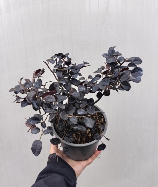 Loropetalum Black Pearl Loropetalum Black Pearl