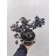 Loropetalum Black Pearl Loropetalum Black Pearl