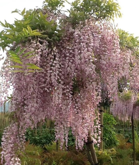 Glicina roz (ghiveci)