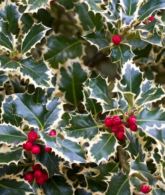 Ilex argentea marginata Ilex argentea marginata