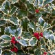 Ilex argentea marginata Ilex argentea marginata