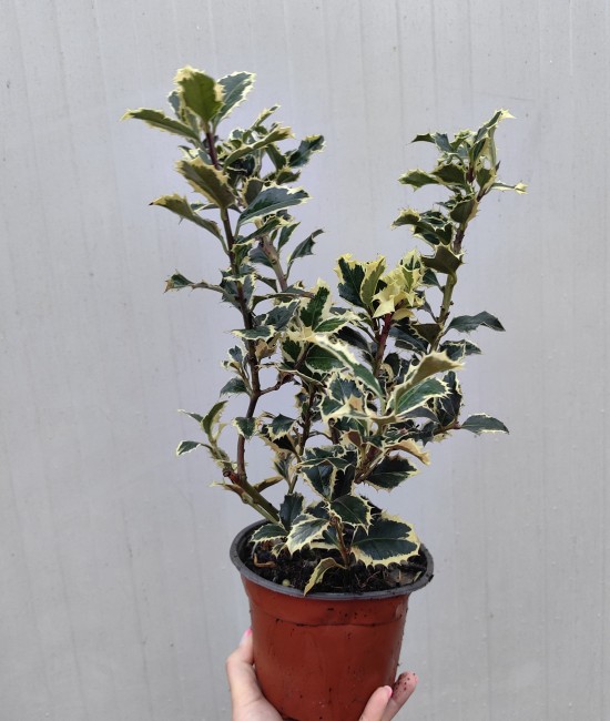 Ilex argentea marginata Ilex argentea marginata