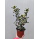 Ilex argentea marginata Ilex argentea marginata