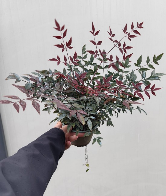 Nandina Obsessed Nandina Obsessed