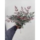 Nandina Obsessed Nandina Obsessed